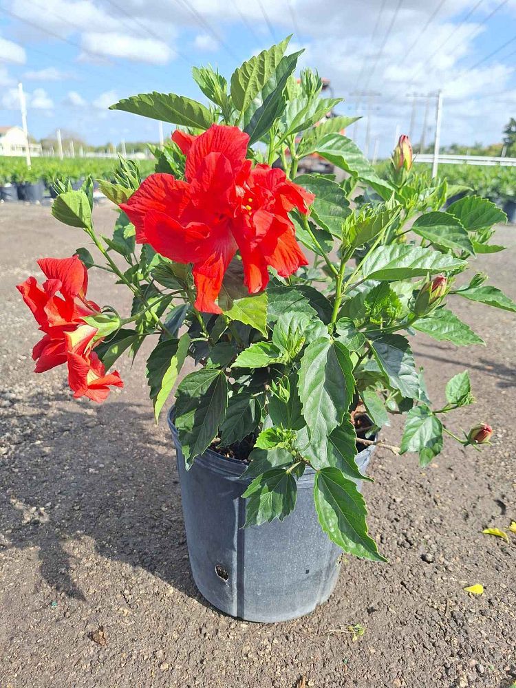 hibiscus-rosa-sinensis-double-red-tropical-hibiscus