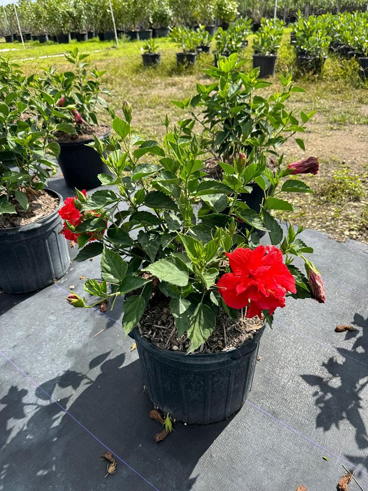 hibiscus-rosa-sinensis-double-red-tropical-hibiscus