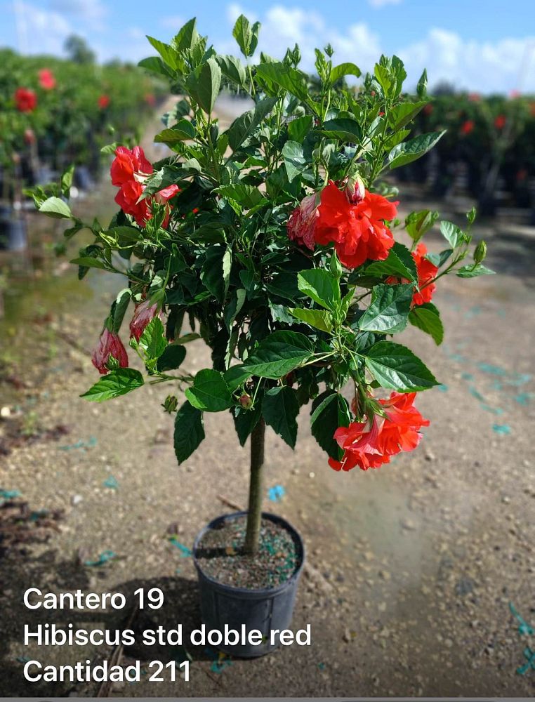 hibiscus-rosa-sinensis-double-red-tropical-hibiscus