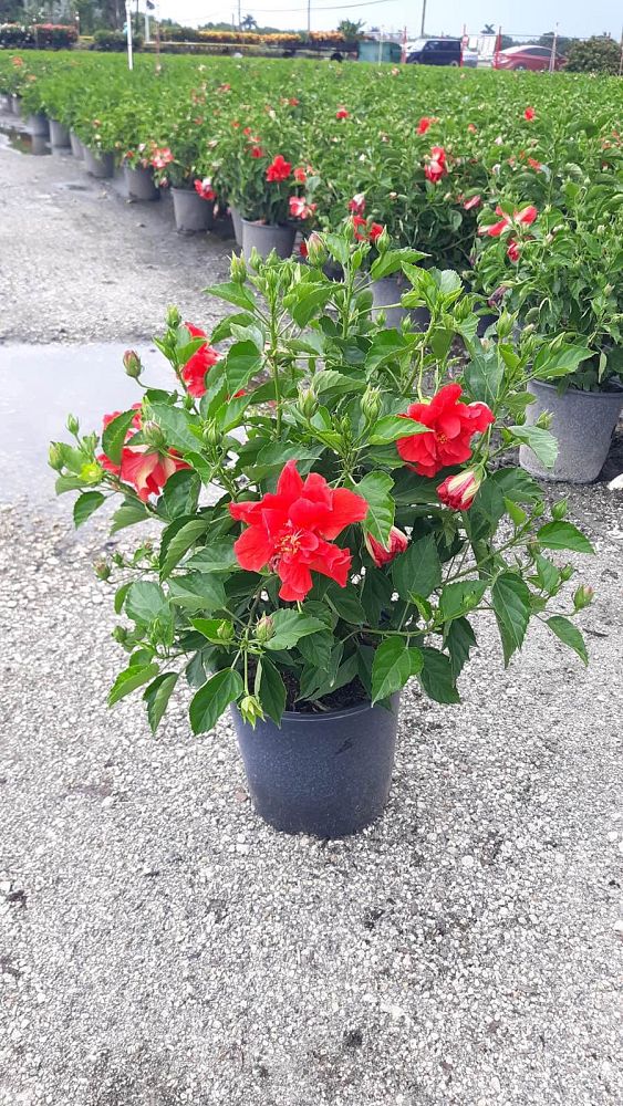 hibiscus-rosa-sinensis-double-red-tropical-hibiscus