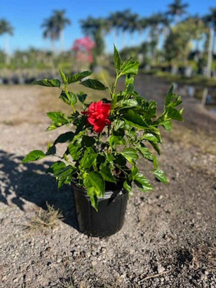 hibiscus-rosa-sinensis-double-red-tropical-hibiscus