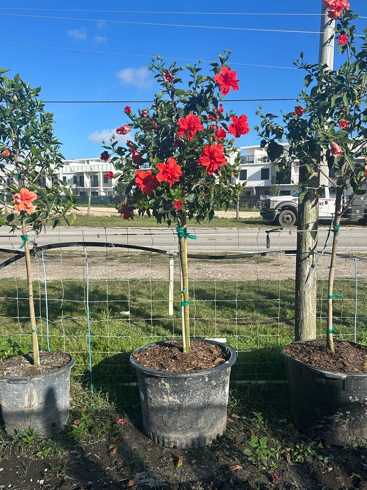 hibiscus-rosa-sinensis-double-red-tropical-hibiscus