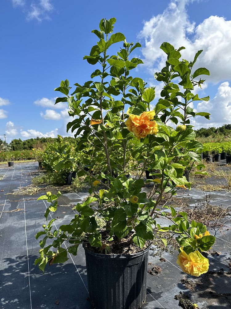 hibiscus-rosa-sinensis-double-yellow-tropical-hibiscus