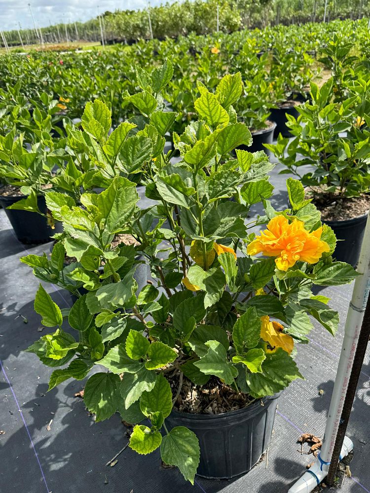 hibiscus-rosa-sinensis-double-yellow-tropical-hibiscus