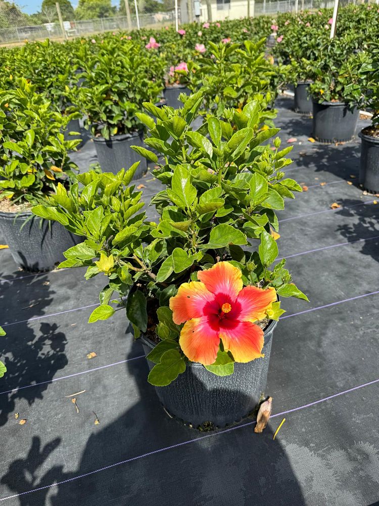 hibiscus-rosa-sinensis-fiesta-tropical-hibiscus