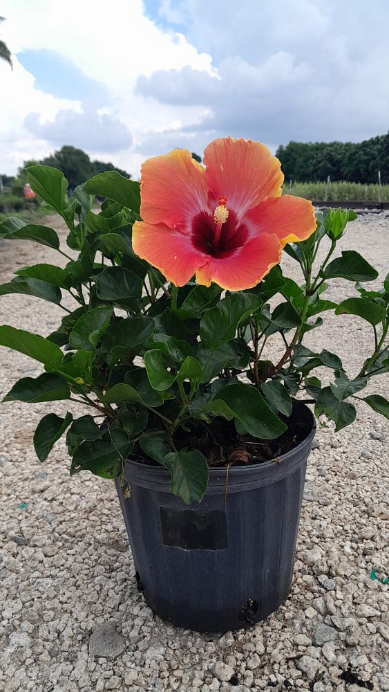 hibiscus-rosa-sinensis-fiesta-tropical-hibiscus