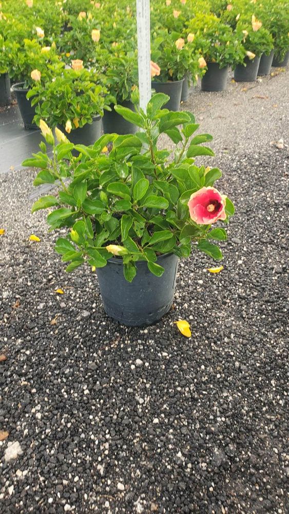 hibiscus-rosa-sinensis-fiesta-tropical-hibiscus