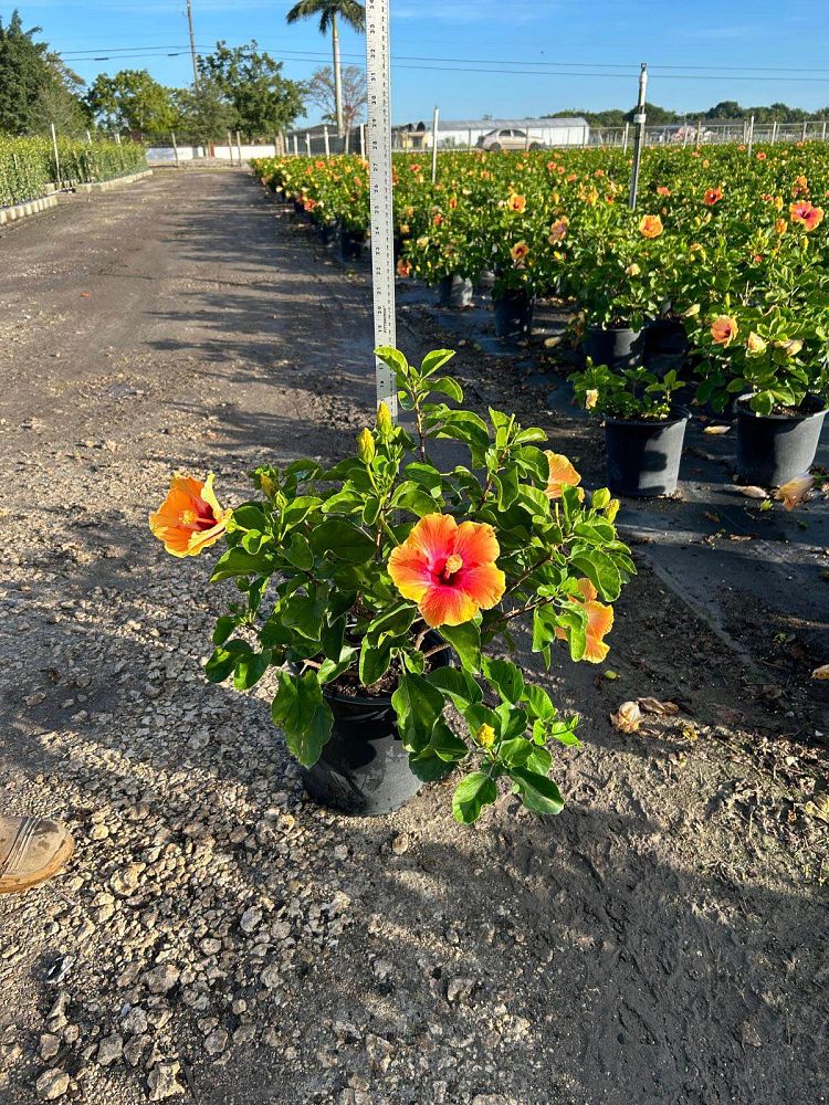 hibiscus-rosa-sinensis-fiesta-tropical-hibiscus