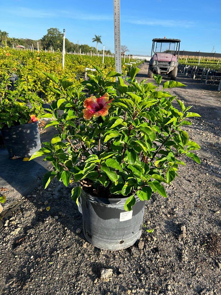 hibiscus-rosa-sinensis-fiesta-tropical-hibiscus