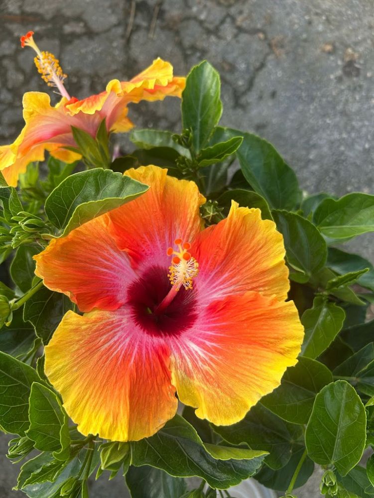 hibiscus-rosa-sinensis-fiesta-tropical-hibiscus