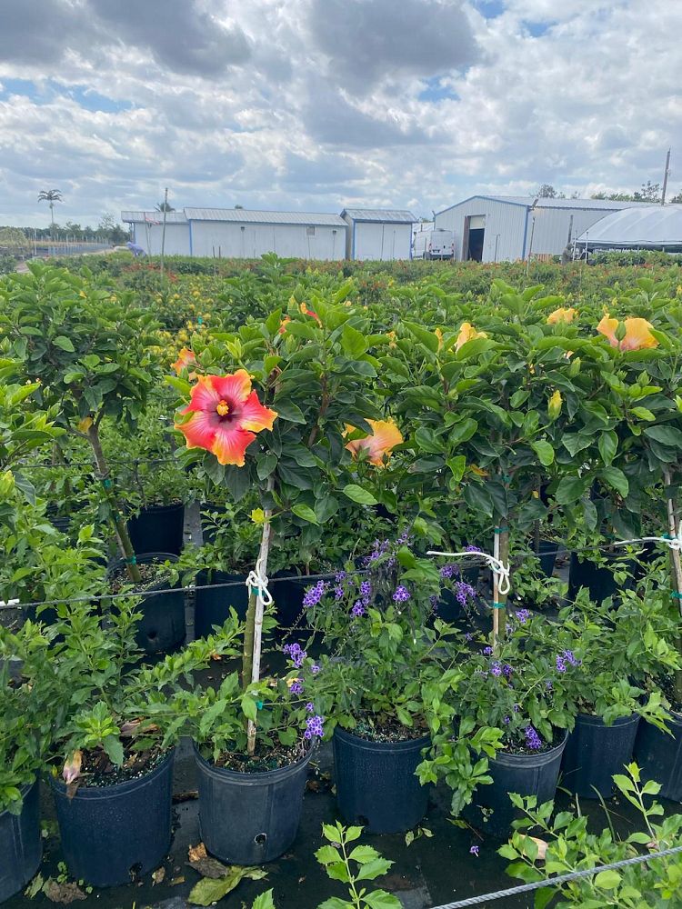 hibiscus-rosa-sinensis-fiesta-tropical-hibiscus