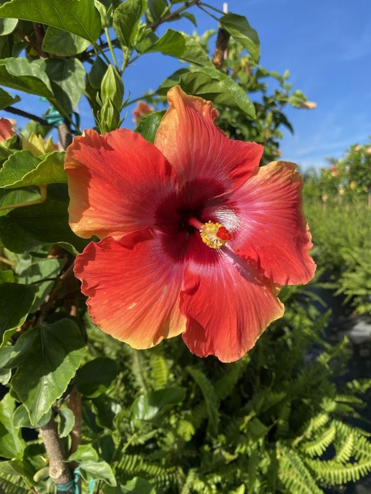 hibiscus-rosa-sinensis-fiesta-tropical-hibiscus