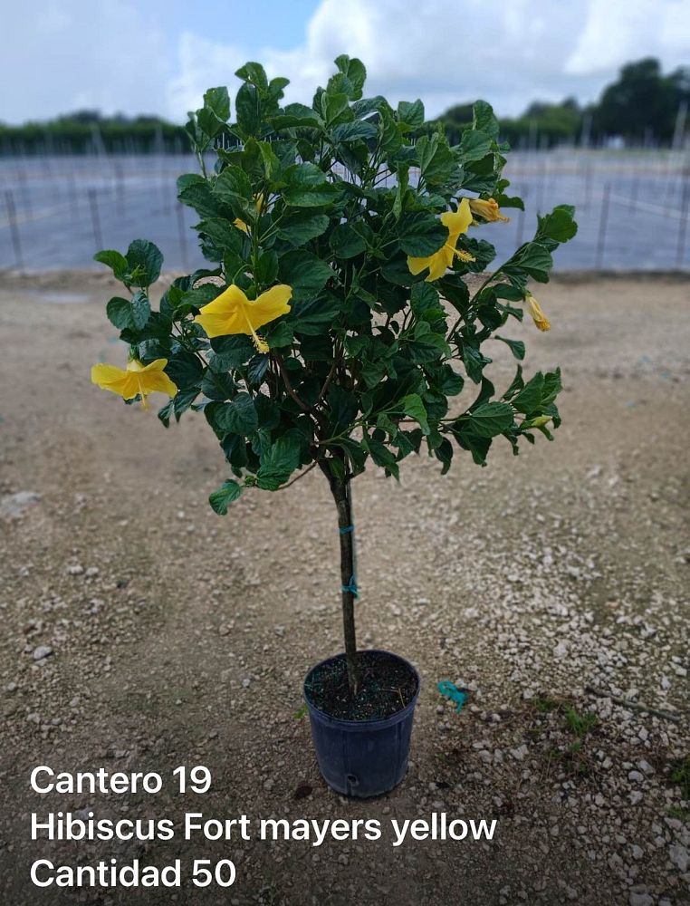 hibiscus-rosa-sinensis-fort-myers-yellow-tropical-hibiscus