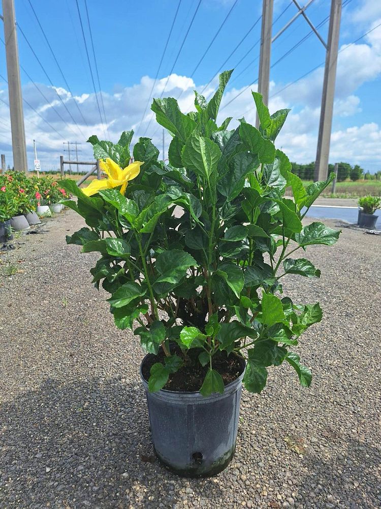 hibiscus-rosa-sinensis-fort-myers-yellow-tropical-hibiscus