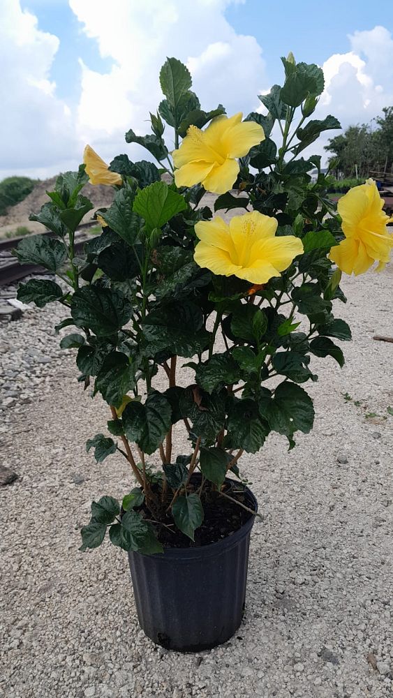 hibiscus-rosa-sinensis-fort-myers-yellow-tropical-hibiscus