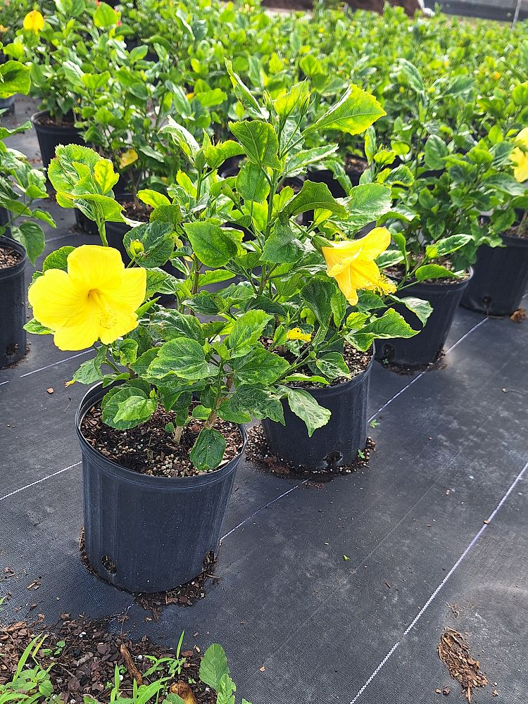 hibiscus-rosa-sinensis-fort-myers-yellow-tropical-hibiscus