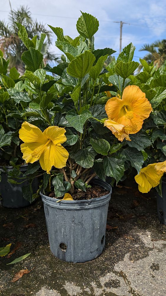 hibiscus-rosa-sinensis-fort-myers-yellow-tropical-hibiscus