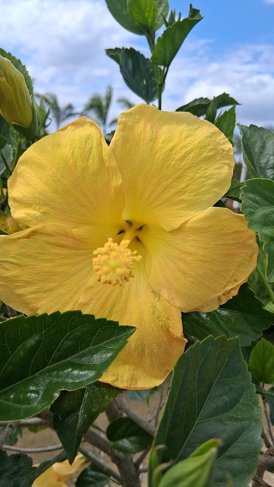 hibiscus-rosa-sinensis-fort-myers-yellow-tropical-hibiscus