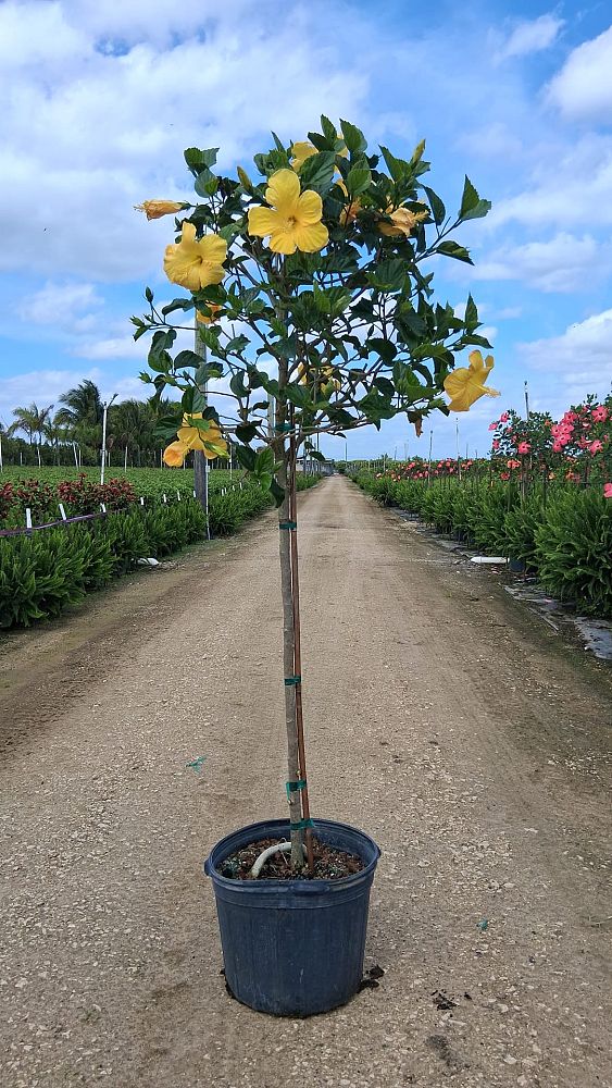 hibiscus-rosa-sinensis-fort-myers-yellow-tropical-hibiscus