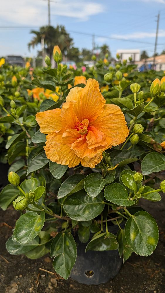 hibiscus-rosa-sinensis-joanne-tropical-hibiscus