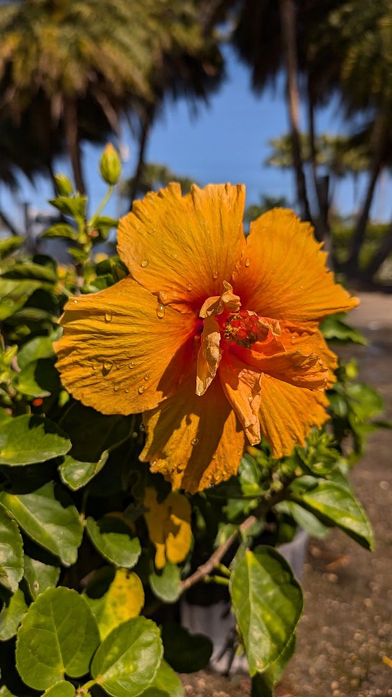 hibiscus-rosa-sinensis-joanne-tropical-hibiscus