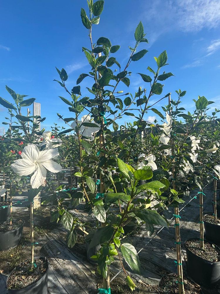 hibiscus-rosa-sinensis-la-france-white-tropical-hibiscus-dainty-white