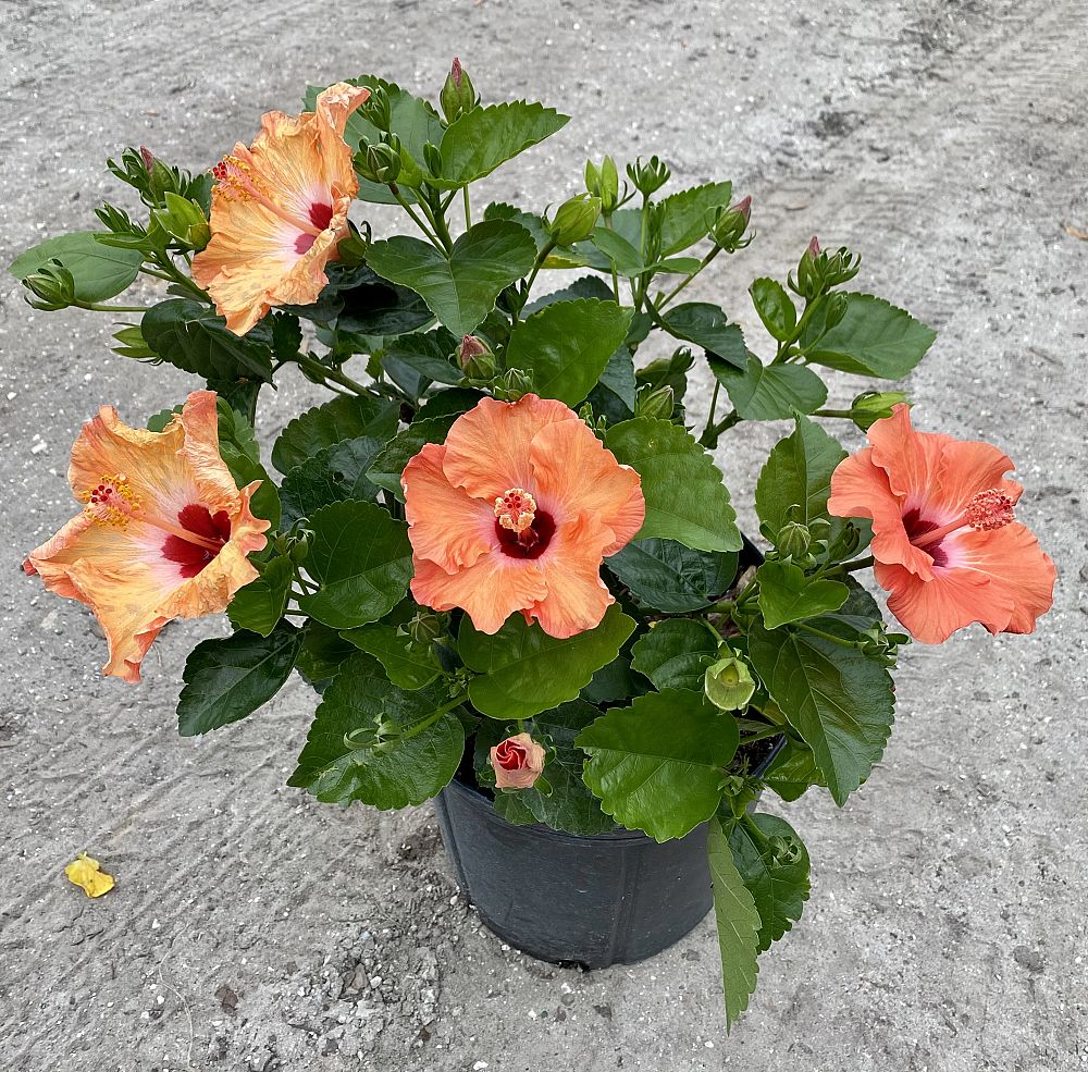 hibiscus-rosa-sinensis-mandarin-wind-tropical-hibiscus
