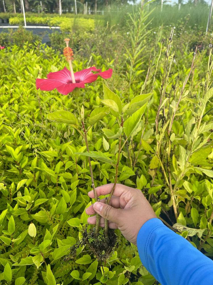 hibiscus-rosa-sinensis-pink-lady-tropical-hibiscus