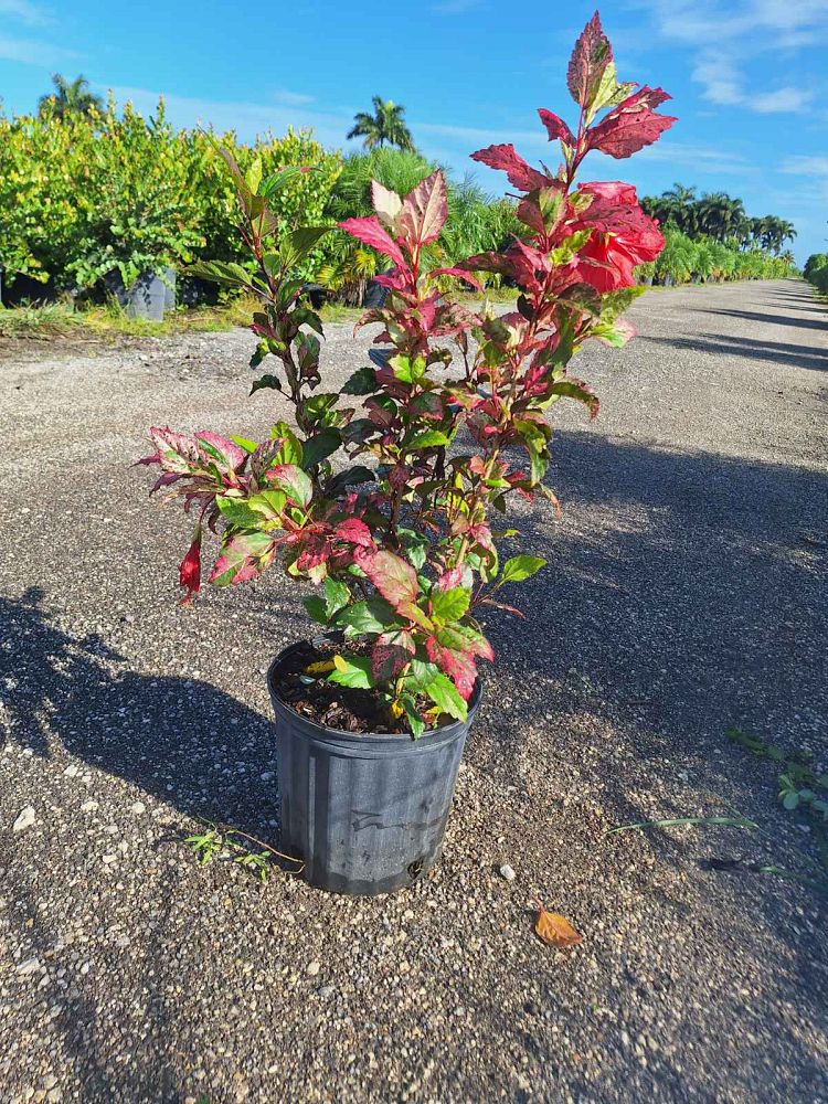 hibiscus-rosa-sinensis-red-hot-tropical-hibiscus