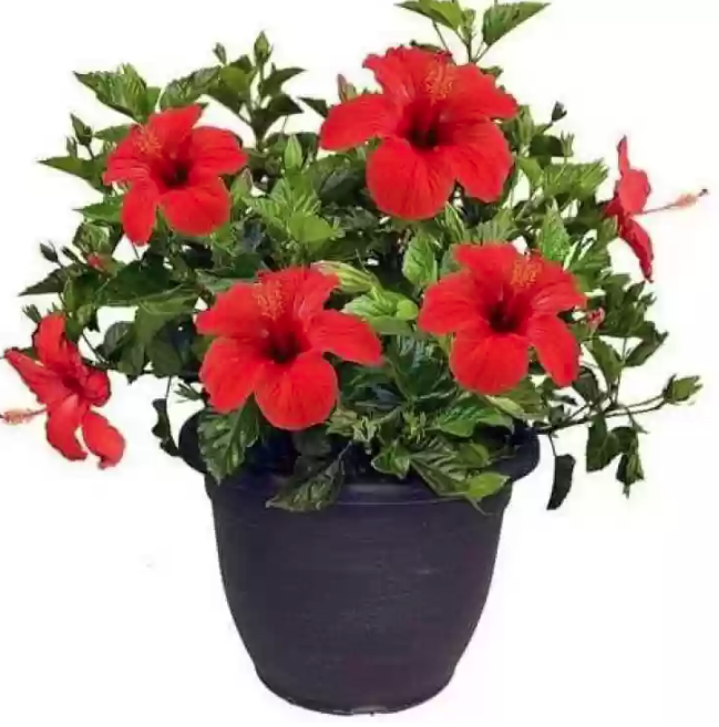 hibiscus-rosa-sinensis-red-robyn-tropical-hibiscus