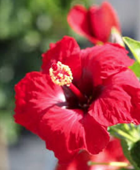 hibiscus-rosa-sinensis-red-robyn-tropical-hibiscus