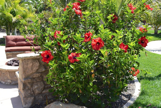 hibiscus-rosa-sinensis-red-robyn-tropical-hibiscus