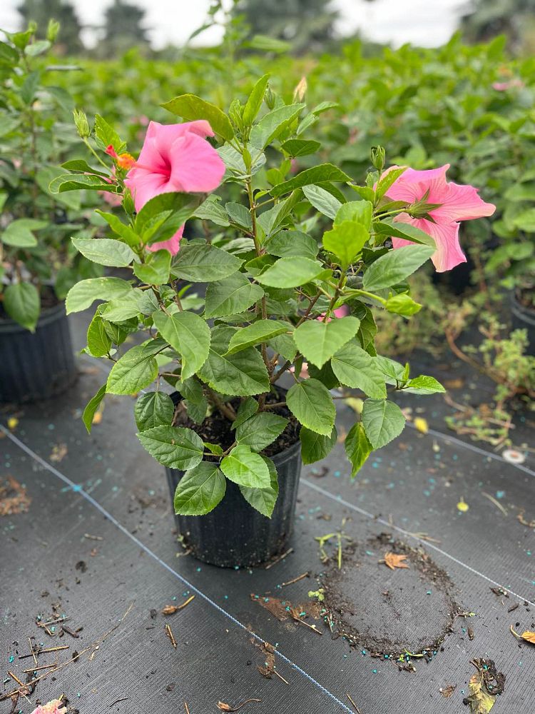 hibiscus-rosa-sinensis-seminole-pink-tropical-hibiscus