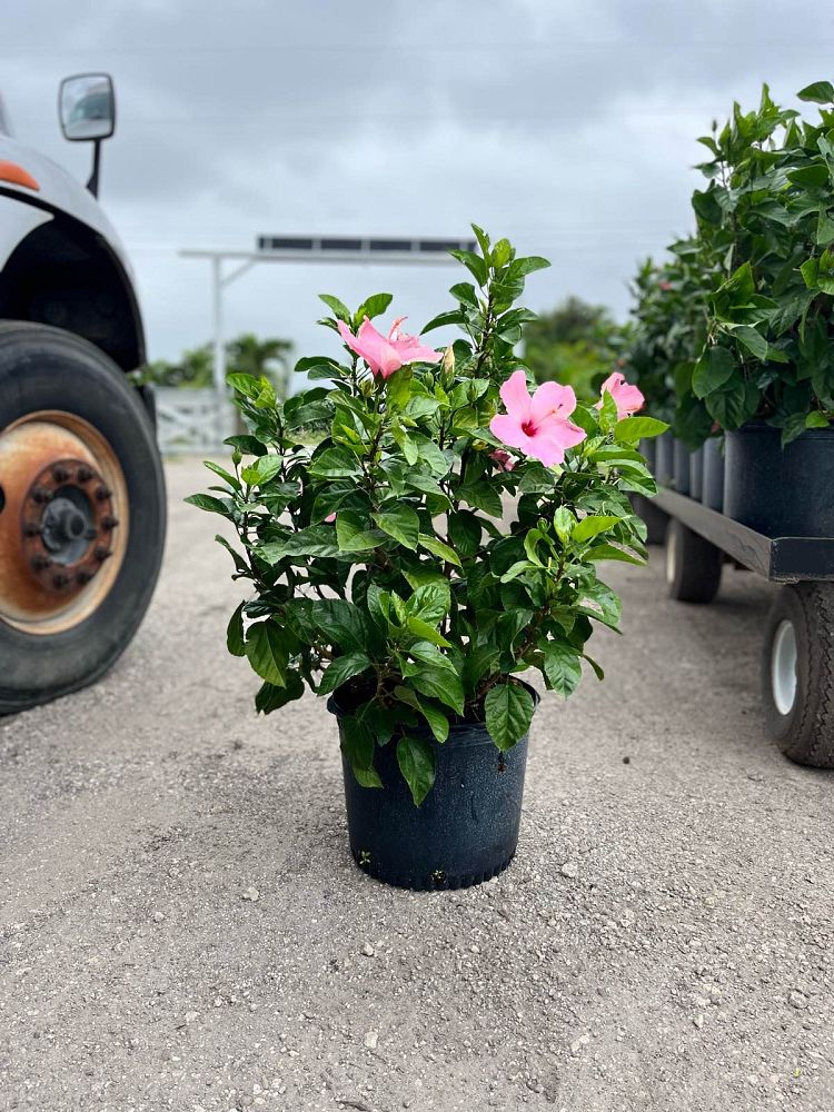 hibiscus-rosa-sinensis-seminole-pink-tropical-hibiscus