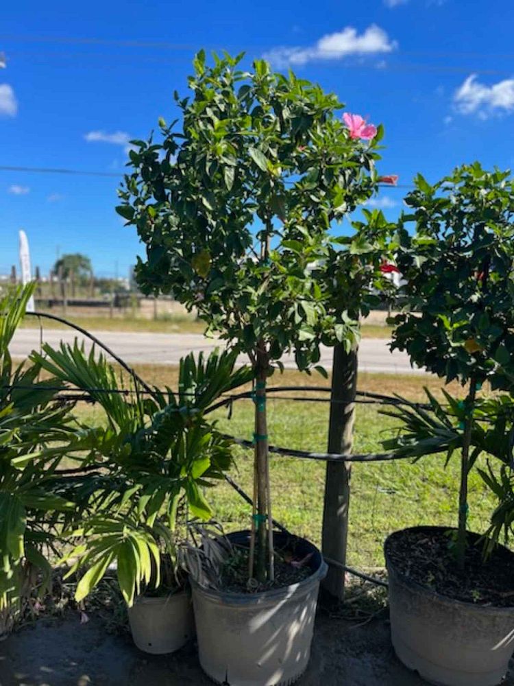 hibiscus-rosa-sinensis-seminole-pink-tropical-hibiscus