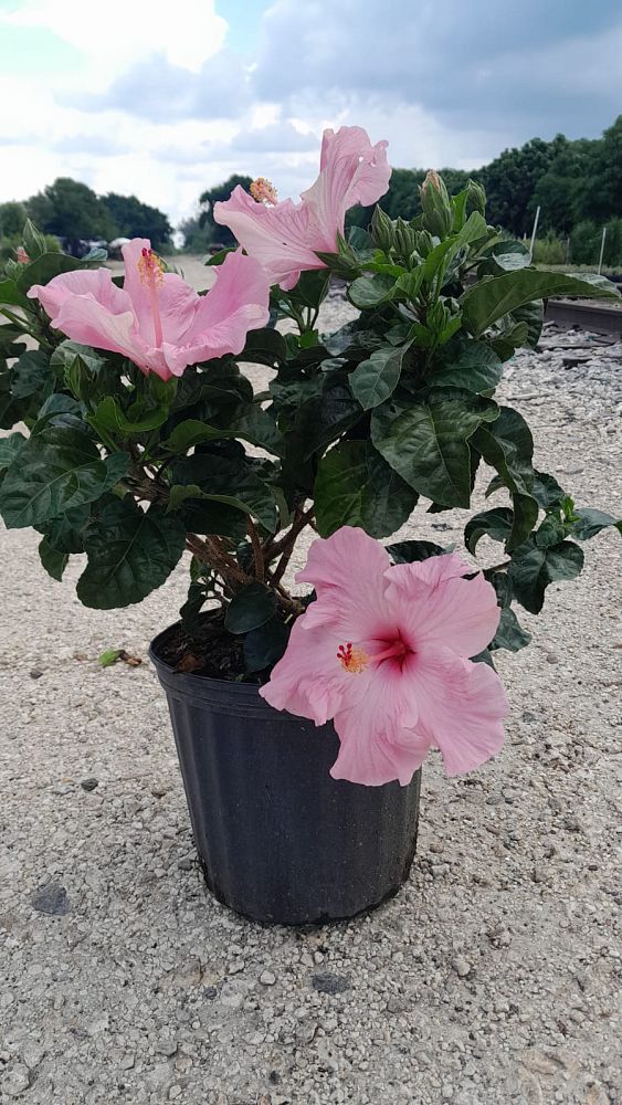 hibiscus-rosa-sinensis-seminole-pink-tropical-hibiscus