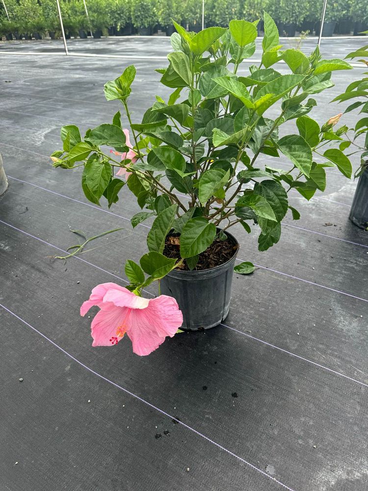 hibiscus-rosa-sinensis-seminole-pink-tropical-hibiscus