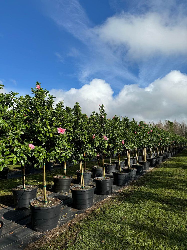 hibiscus-rosa-sinensis-seminole-pink-tropical-hibiscus