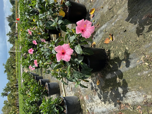 hibiscus-rosa-sinensis-seminole-pink-tropical-hibiscus