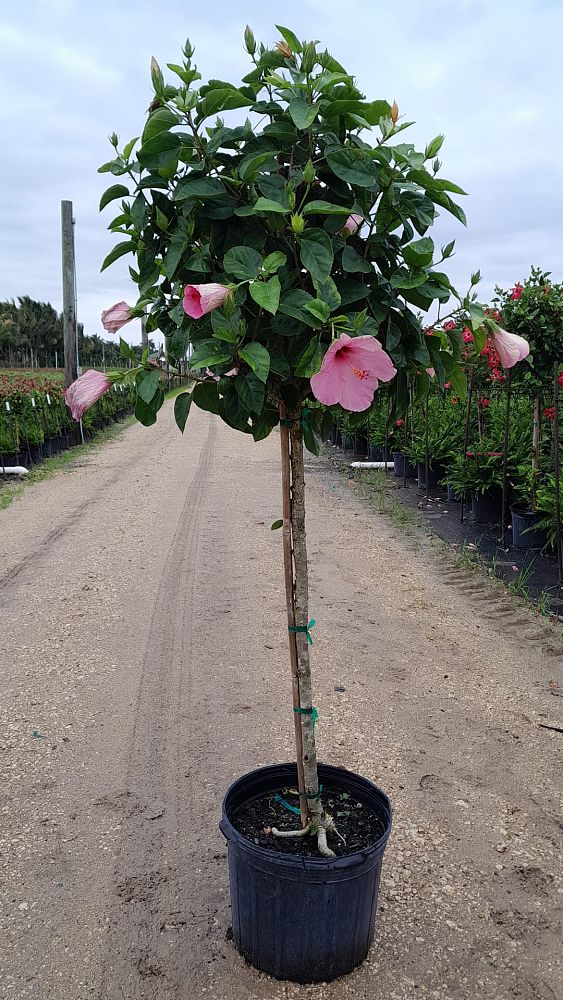 hibiscus-rosa-sinensis-seminole-pink-tropical-hibiscus