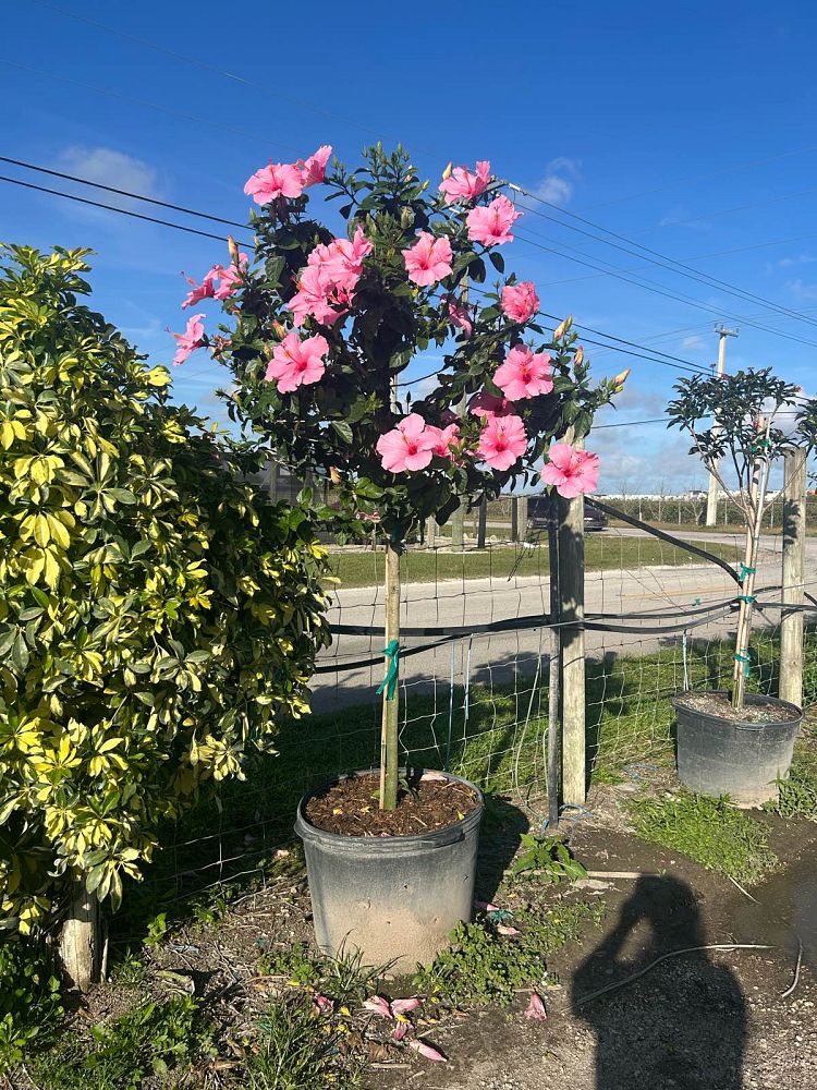 hibiscus-rosa-sinensis-seminole-pink-tropical-hibiscus