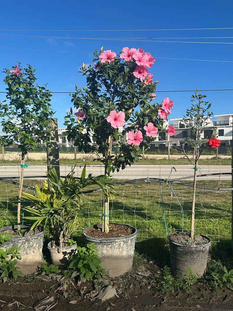 hibiscus-rosa-sinensis-seminole-pink-tropical-hibiscus