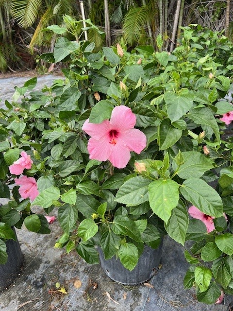 hibiscus-rosa-sinensis-seminole-pink-tropical-hibiscus