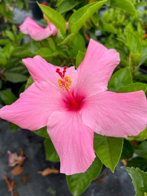 hibiscus-rosa-sinensis-seminole-pink-tropical-hibiscus