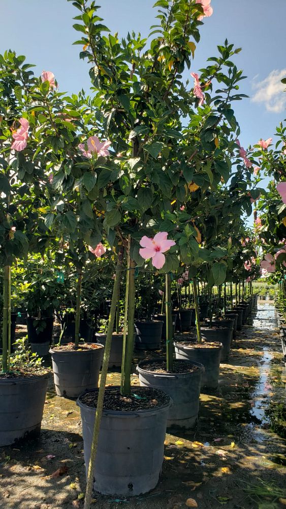 hibiscus-rosa-sinensis-seminole-pink-tropical-hibiscus