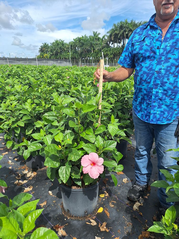 hibiscus-rosa-sinensis-seminole-pink-tropical-hibiscus