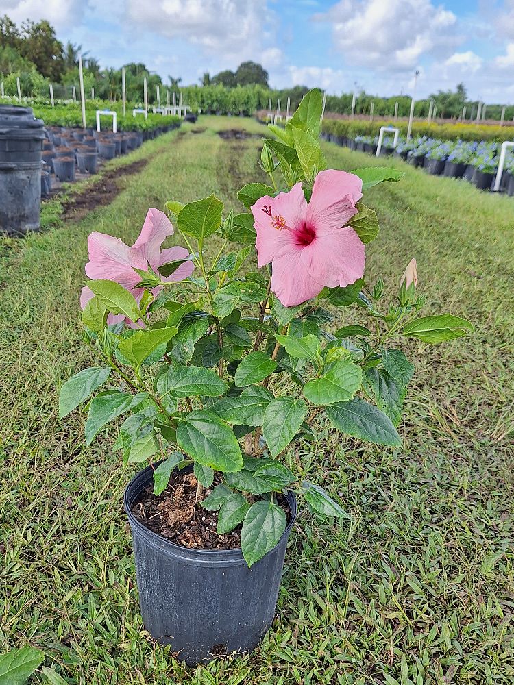 hibiscus-rosa-sinensis-seminole-pink-tropical-hibiscus