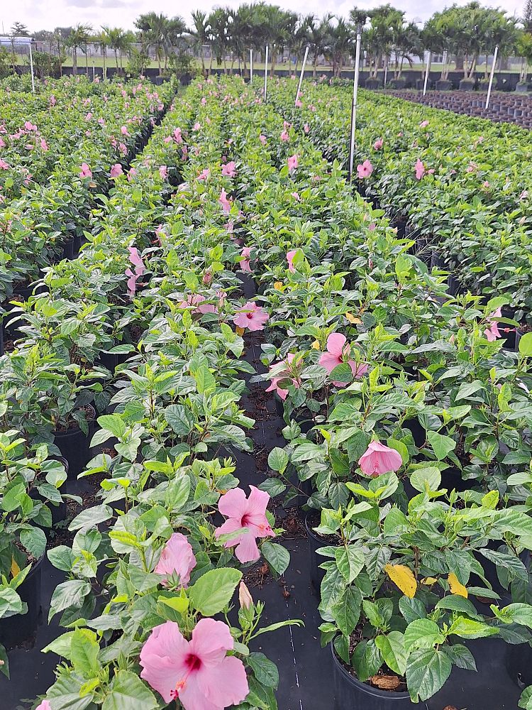 hibiscus-rosa-sinensis-seminole-pink-tropical-hibiscus