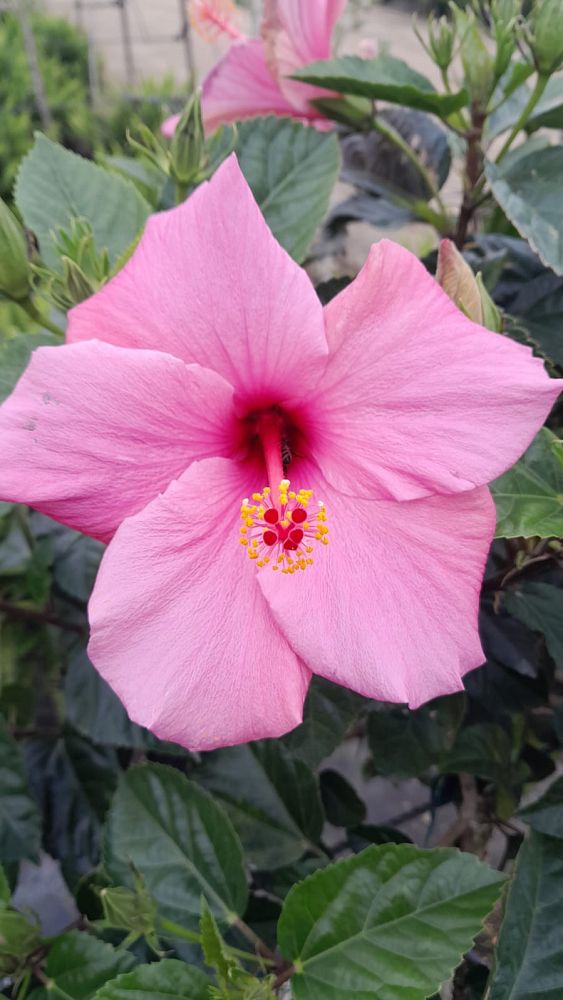 hibiscus-rosa-sinensis-seminole-pink-tropical-hibiscus