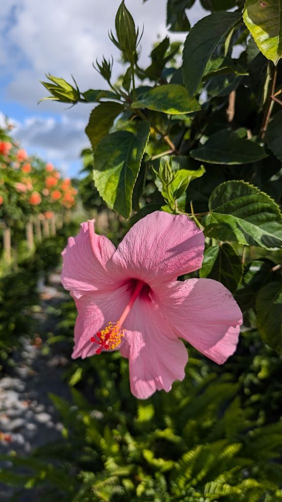 hibiscus-rosa-sinensis-seminole-pink-tropical-hibiscus